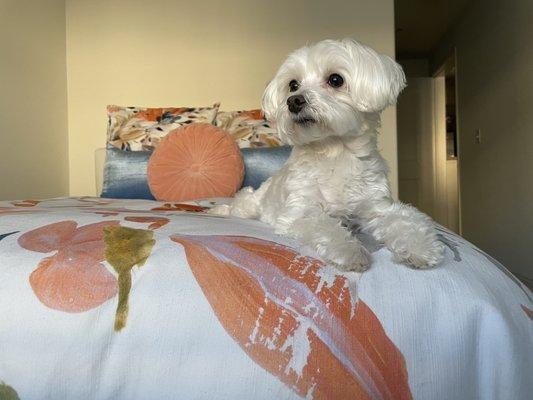 Bella three weeks after grooming. A little scruffy but not too bad!