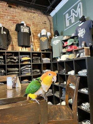 @pollothecaique checking out the merch. He picked out a hat for me.