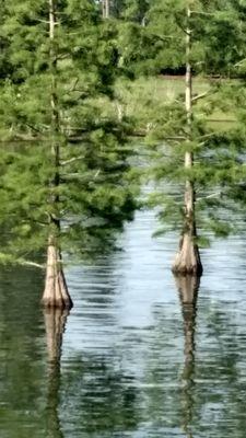 I love the trees in the pond