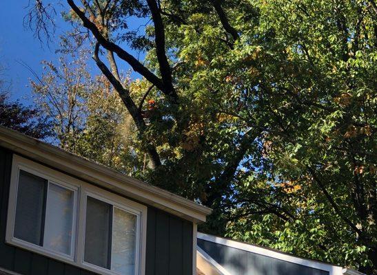 Northern Virginia Tree Experts, Inc