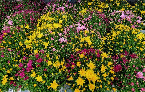 Great selection of mums!