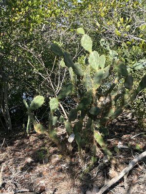 Old Overseas Highway Nature Trail