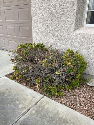 Dead bushes