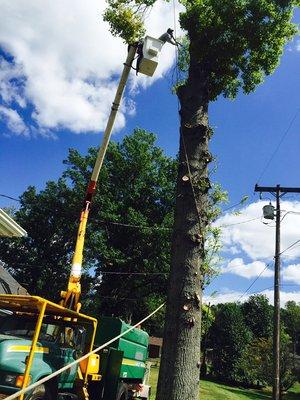 Tree remove