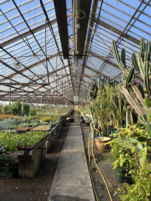 Inside our cactus greenhouse where you can find one of our owner's own personal collections of unique cacti