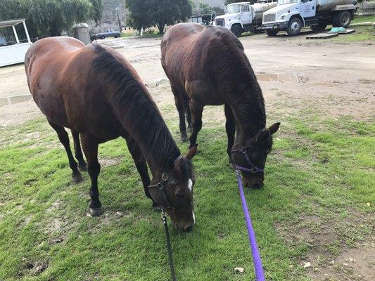 Dally & tryst enjoying the grass