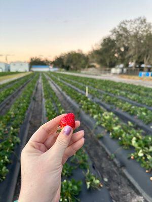 U-Pick Strawberries