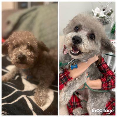 From Scruffy to Fluffy! Christmas photo ready.