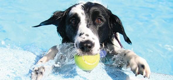 Doggie Day Care in Fort Myers, FL