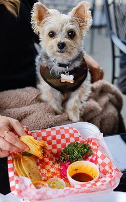 Dog enjoying tacos