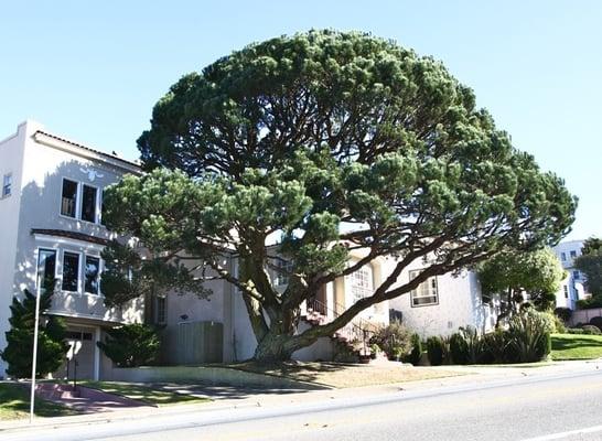 Pine pruning season is from December through February.