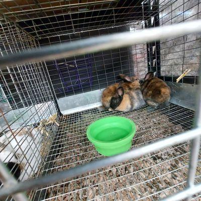 These Rabbits have no food, bedding, or hay.  That's cruelty and neglect.