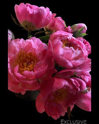 Peonies