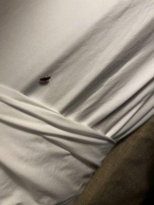 Live cockroach under my sheets