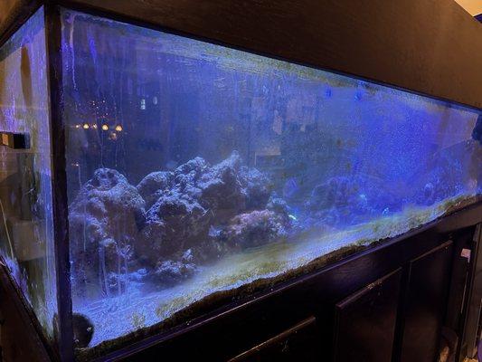 Seriously, I will buy this fish tank from them