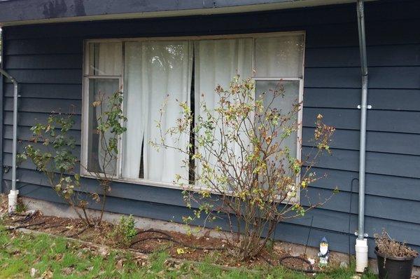 My large 60 year old single pane aluminum frame window, due for replacement by Reglaze.