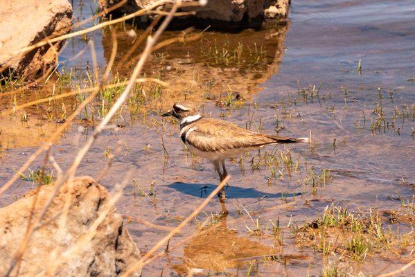 Killdeer