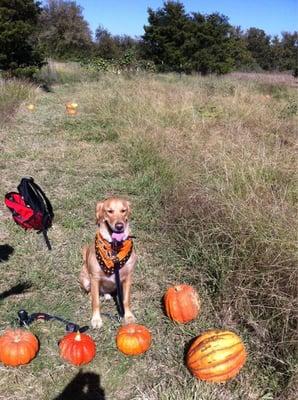 Our pooch in Evergreen's Pumpkin Fields