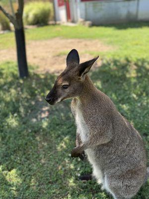 Super friendly wallaby! Just wanted to be pet!