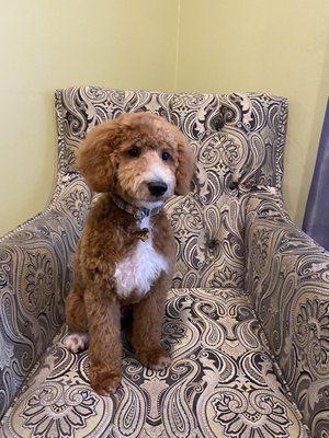 My Brody after his first grooming. He is such a hunk. Thank you Fancy Feet