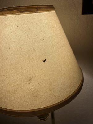 Dead bug on room lamp near bedside