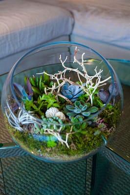 LushBubble signature terrarium.