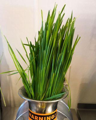 Wheatgrass