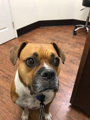 Charlie waiting for Dr. Linson, he loves coming to the vet (lots of treats!)