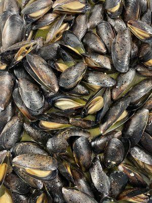 Mussels are better at PJ Buckets