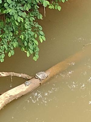 Mama and baby turtle on a log in the creek