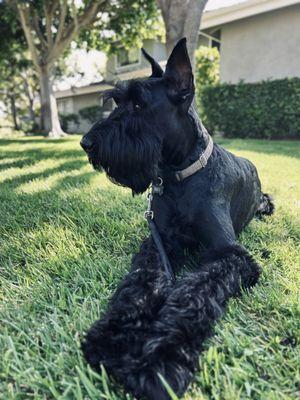 Giant schnauzer.