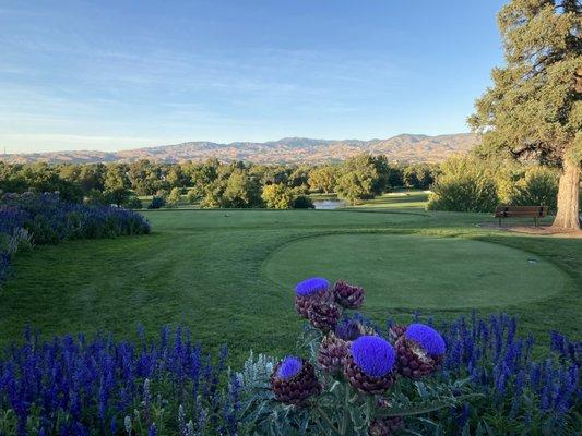 1st tee, flowering artichokes!