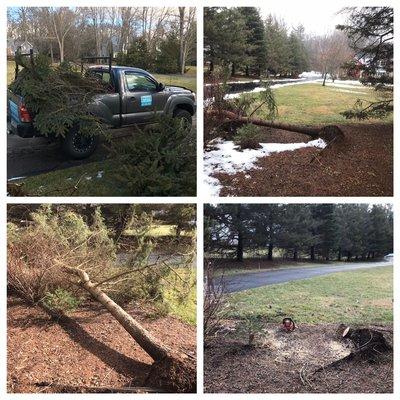 Fallen tree in Woodbridge,Ct contact my company for any Odd Jobs.