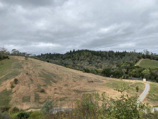 This entire hillside was mulched in one day!