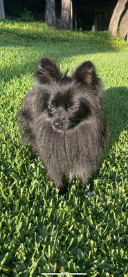 Un-groomed Pomeranian