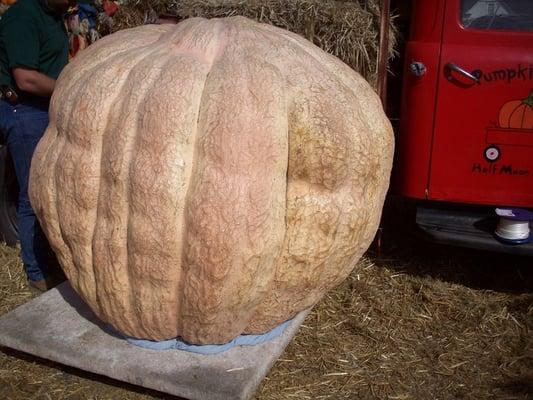 largest pumpkin grown in CA