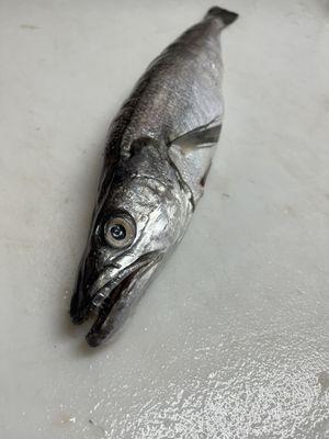 Local Whiting