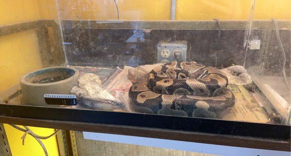 Horribly incorrect snake care.