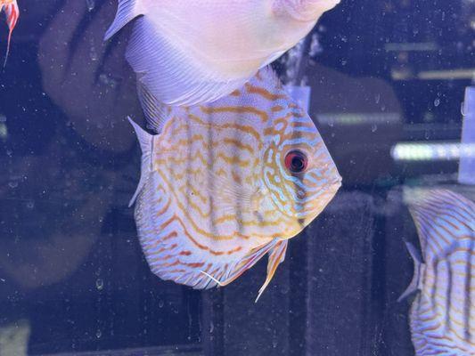 Discus