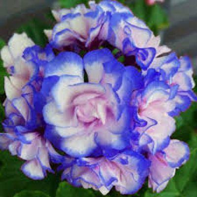 rare blue geranium