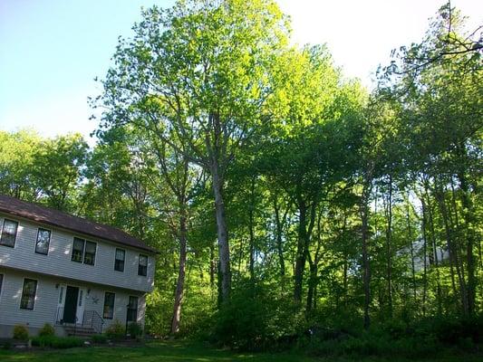 White Oak Tree before takedown