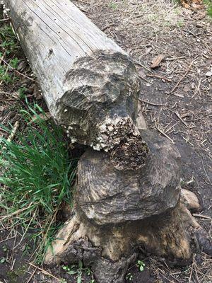 Beaver cut this tree down