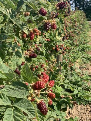 South Barlow Berries