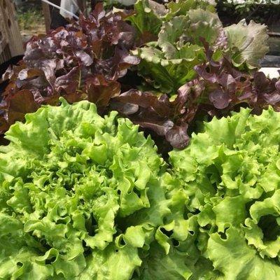 Our selection of lettuces and greens grows every year and is available in the farm store or at several area restaurants.