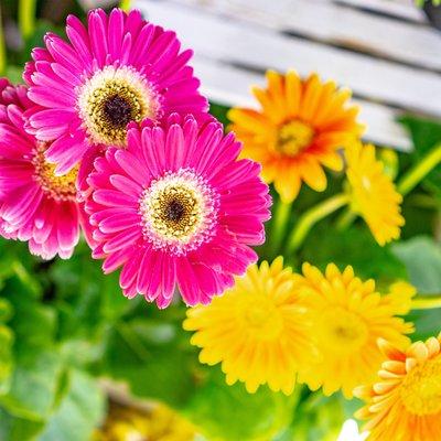 Gerbera daisies!