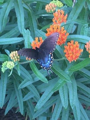 Big sky-there were a few of these hanging around the flowers near the hot tub.