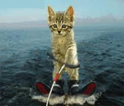 its a cat on skies on water