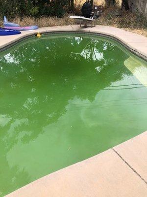 There amazing job of doing my pool for 160 bucks a month and pic of after when I had to go buy chemicals myself and fix it.