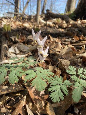 Dutchman's Breeches