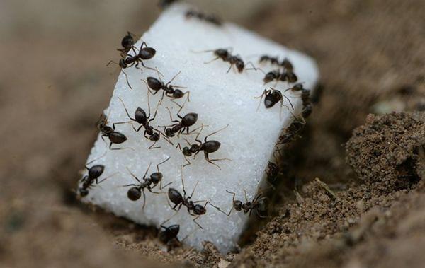 Invading your home Ants give  the Family that can help A-1 Pest Management (805)460-7566